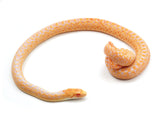 Load image into Gallery viewer, 2023 Male Albino Applegate Gopher Snake 