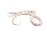 Load image into Gallery viewer, 2023 Male Albino Banded California King Snake