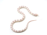 Load image into Gallery viewer, 2023 Male Albino Banded California King Snake 
