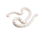 Load image into Gallery viewer, 2023 Male Albino Banded California King Snake