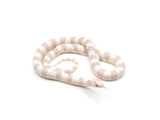 Load image into Gallery viewer, 2023 Male Albino Banded California King Snake