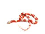 Load image into Gallery viewer, 2023 Male Albino Nelson&#39;s Milk Snake