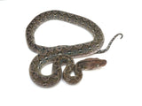 Load image into Gallery viewer, 2023 Male Anerythristic Het Albino Jampea Super Dwarf Reticulated Python