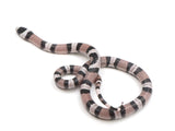 Load image into Gallery viewer, 2023 Male Anerythristic Het Pearl Milk Snake 
