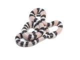 Load image into Gallery viewer, 2023 Male Anerythristic Possible Het Pearl Honduran Milk Snake.