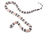 Load image into Gallery viewer, 2023 Male Anerythristic Possible Het Pearl Honduran Milk Snake. 