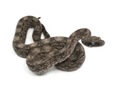 Load image into Gallery viewer, 2023 Male Argentine Boa Constrictor.