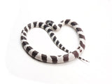 Load image into Gallery viewer, 2023 Male Banded Black And White California King Snake 