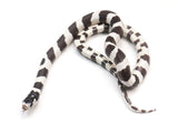 Load image into Gallery viewer, 2023 Male Banded Black And White California King Snake 