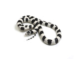 Load image into Gallery viewer, 2023 Male Banded Black and White California King Snake