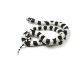 Load image into Gallery viewer, 2023 Male Banded Black and White California King Snake