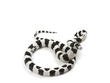 Load image into Gallery viewer, 2023 Male Banded Black and White California King Snake