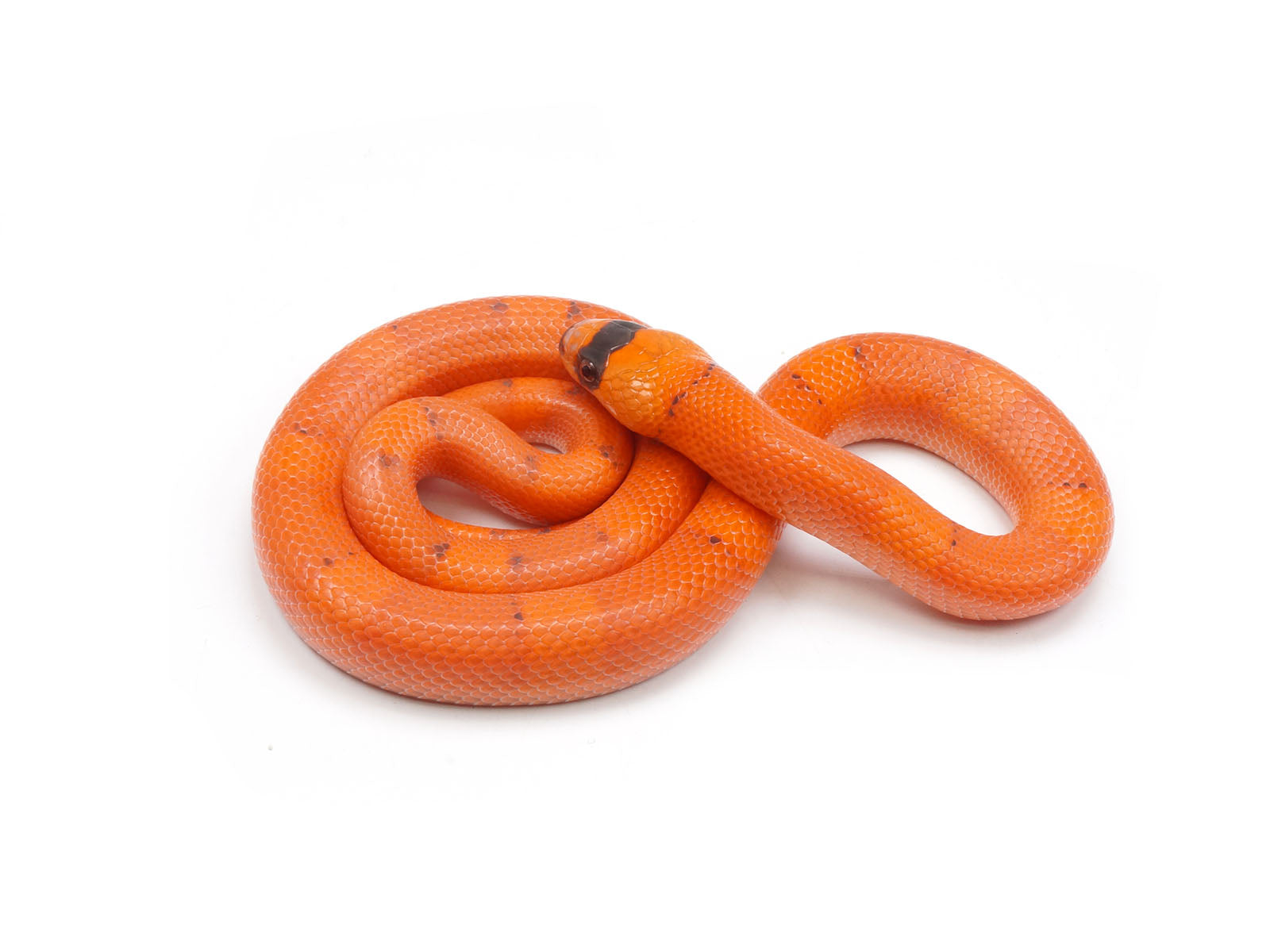 2023 Male Falcon Vanishing Pattern Hypo Honduran Milk Snake – New