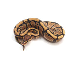Load image into Gallery viewer, 2023 Male Fire Het Puzzle Clown Ball Python