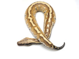 Load image into Gallery viewer, 2023 Male Genetic Stripe Possible Het T+ Blood Python 