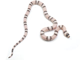 Load image into Gallery viewer, 2023 Male Ghost Falcon Honduran Milk Snake