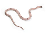 Load image into Gallery viewer, 2023 Male Ghost Het Albino Honduran Milk Snake 