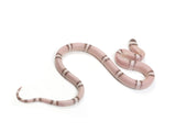 Load image into Gallery viewer, 2023 Male Ghost Het Albino Honduran Milk Snake 