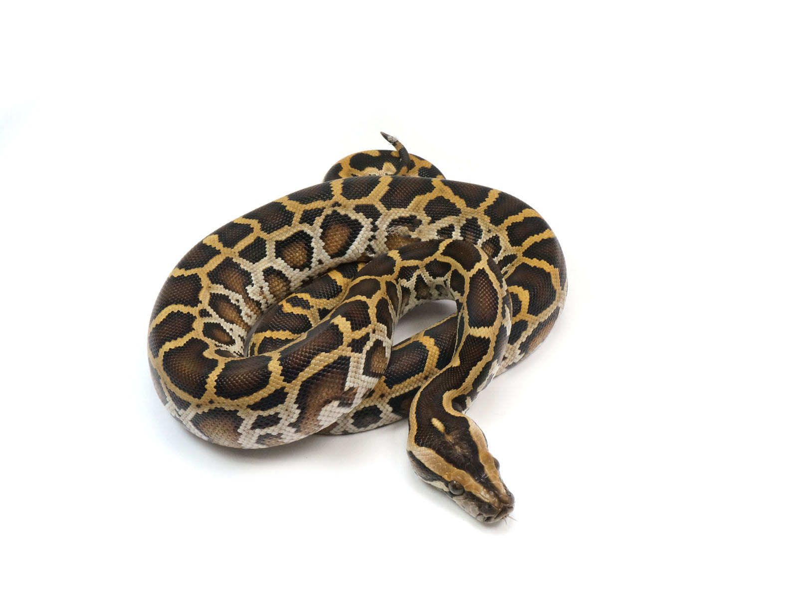 Green Burmese Python