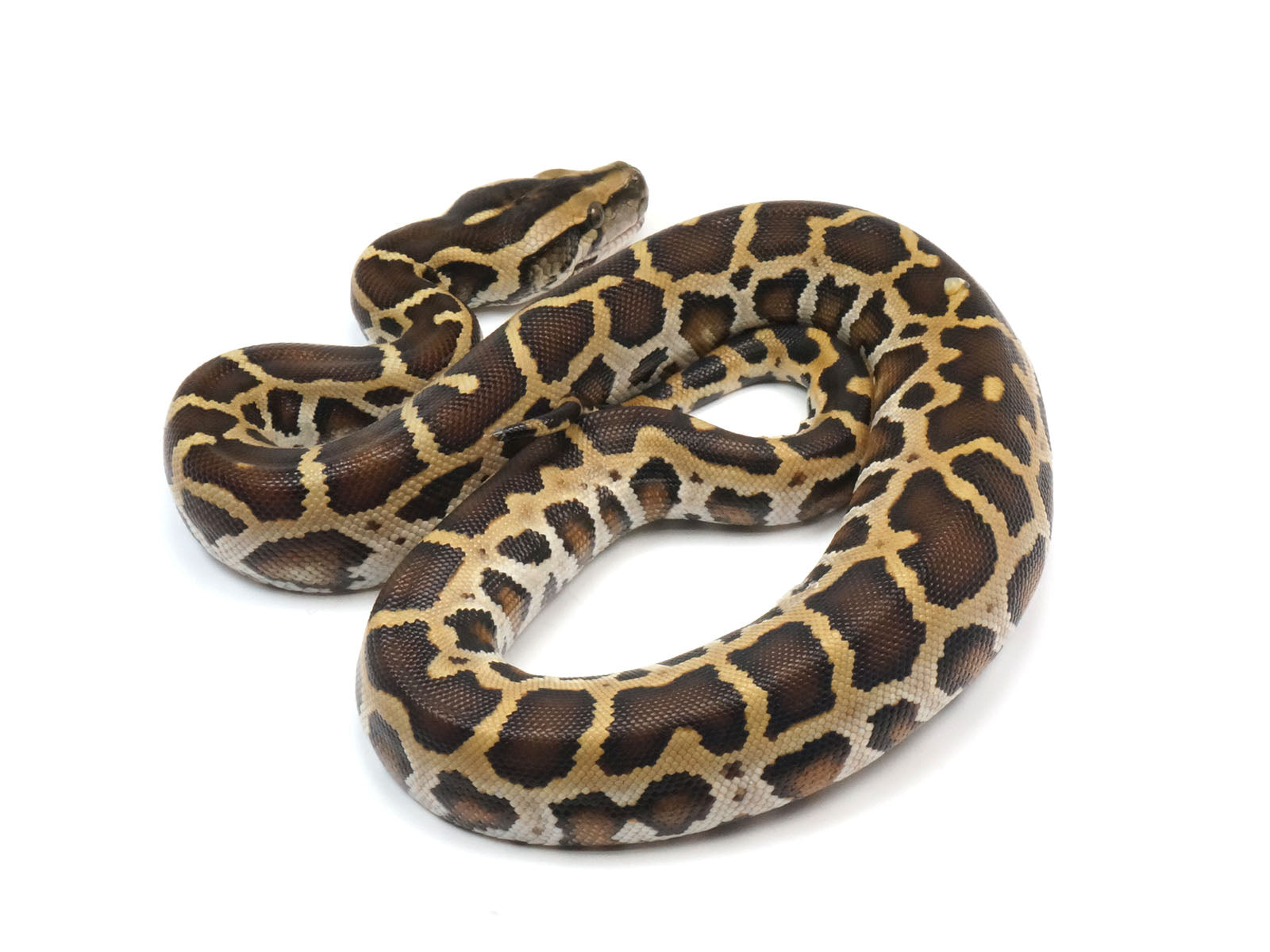 Burmese Python Ph Green Burmese Python