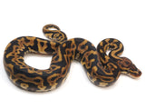 Load image into Gallery viewer, 2023 Male Het Batman Ball Python 
