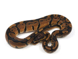 Load image into Gallery viewer, 2023 Male Het Candy Het Pied Ball Python