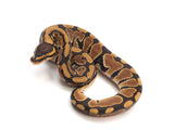 Load image into Gallery viewer, 2023 Male Het Puzzle Het Clown Ball Python 