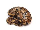 Load image into Gallery viewer, 2023 Male Het Puzzle Het Clown Ball Python 