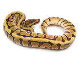 Load image into Gallery viewer, 2023 Male Hidden Gene Woma Enchi Het Clown Het Pied Ball Python 