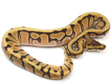Load image into Gallery viewer, 2023 Male Hidden Gene Woma Enchi Het Clown Het Pied Ball Python 