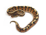 Load image into Gallery viewer, 2023 Male Hidden Gene Woma Odium Ball Python