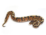 Load image into Gallery viewer, 2023 Male Hidden Gene Woma Odium Ball Python