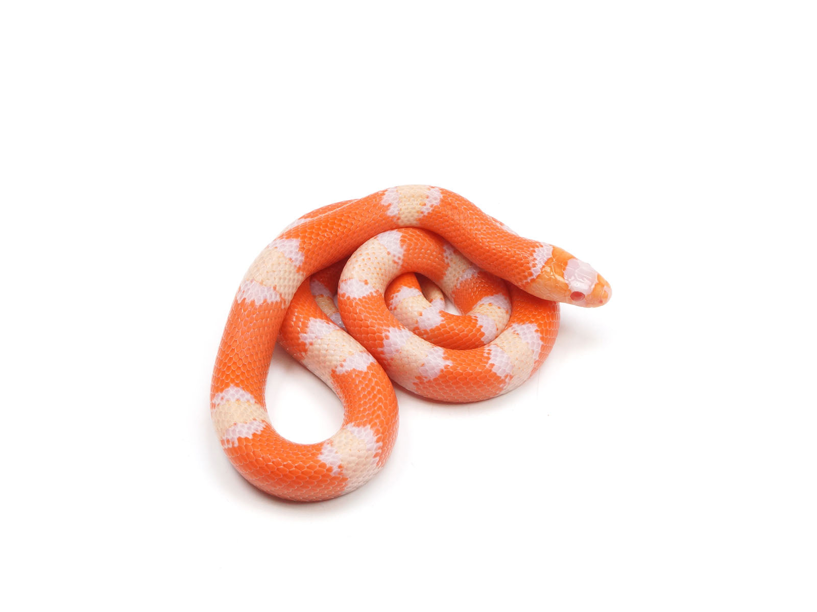 2023 Male Hypo Albino Het Anerythristic Honduran Milk Snake – New