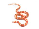Load image into Gallery viewer, 2023 Male Hypo Albino Honduran Milk Snake. 
