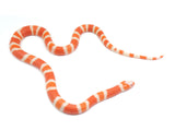 Load image into Gallery viewer, 2023 Male Hypo Albino Honduran Milk Snake.