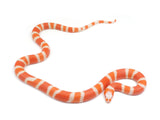Load image into Gallery viewer, 2023 Male Hypo Albino Honduran Milk Snake.