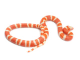 Load image into Gallery viewer, 2023 Male Hypo Albino Honduran Milk Snake. 