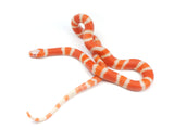 Load image into Gallery viewer, 2023 Male Hypo Albino Honduran Milk Snake.