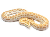 Load image into Gallery viewer, 2023 Male Hypo Albino Possible Het Caramel Possible Het Green Burmese Python.