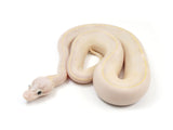 Load image into Gallery viewer, 2023 Male Ivory Black Pastel Super Fader ++ Ball Python 