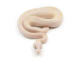 Load image into Gallery viewer, 2023 Male Ivory Black Pastel Super Fader ++ Ball Python 