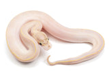 Load image into Gallery viewer, 2023 Male Ivory ++ Ball Python 