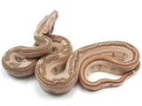 Load image into Gallery viewer, 2023 Male Jungle Labyrinth 66% Het Kahl Albino 50% Het Anerythristic Boa Constrictor.