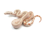 Load image into Gallery viewer, 2023 Male Jungle Labyrinth 66% Het Kahl Albino 50% Het Anerythristic Boa Constrictor.