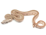 Load image into Gallery viewer, 2023 Male Jungle Labyrinth 66% Het Khal Albino 50% Het Anerythristic Boa Constrictor.