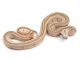 Load image into Gallery viewer, 2023 Male Jungle Labyrinth 66% Het Khal Albino 50% Het Anerythristic Boa Constrictor.