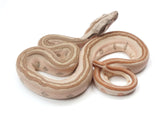 Load image into Gallery viewer, 2023 Male Jungle Labyrinth 66% Het Khal Albino 50% Het Anerythristic Boa Constrictor.