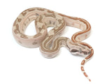 Load image into Gallery viewer, 2023 Male Jungle Labyrinth 66% Het Kahl Albino 50% Het Anerythristic Boa Constrictor.