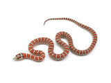 Load image into Gallery viewer, 2023 Male Knobloch&#39;s Mountain King Snake