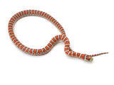 Load image into Gallery viewer, 2023 Male Knobloch&#39;s Mountain King Snake